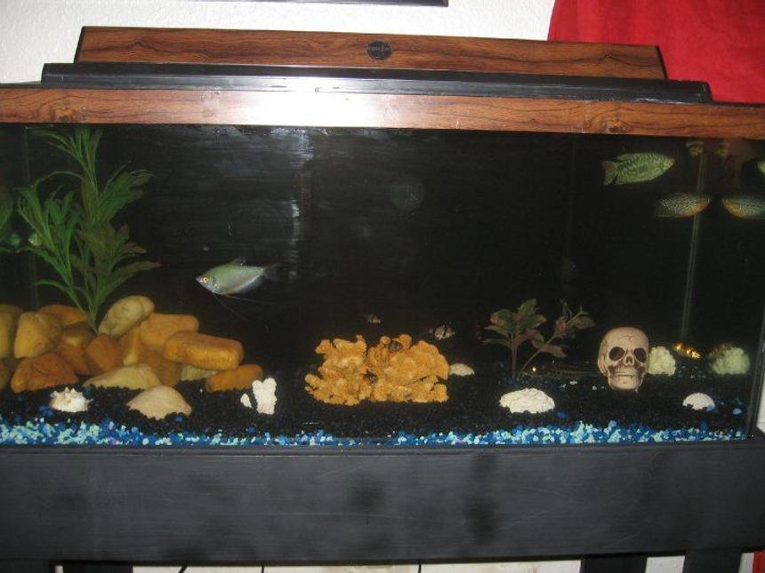 Rated #331: 30 Gallons Freshwater Fish Tank - A new 30 gallon tank that I just set up with a new aquascape. Let me know what you think.