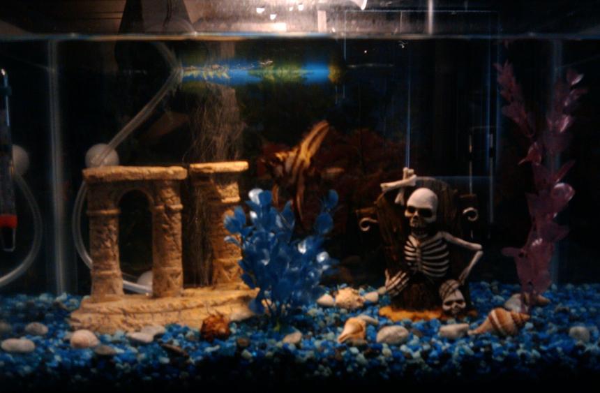 Rated #354: 5 Gallons Freshwater Fish Tank - My 5 gal. tank with 1 Angelfish, Aqua Tech Power Filter, Tetra Submersible Heater, Tetra Whisper Air Pump, and a few decorations.
