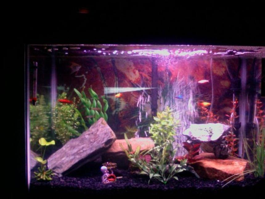 Rated #241: 45 Gallons Freshwater Fish Tank - 10 fish and more coming!