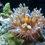 corals inverts - entacmaea quadricolor - rose bulb anemone stocking in 50 gallons tank - My baby Ocellaris clown in his baby rose bubble tip anemone!