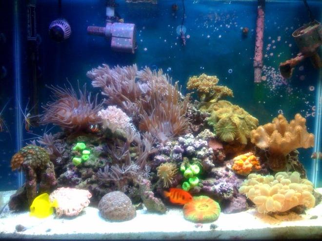 38 gallons reef tank (mostly live coral and fish) - My 38 gallon reef tank :)