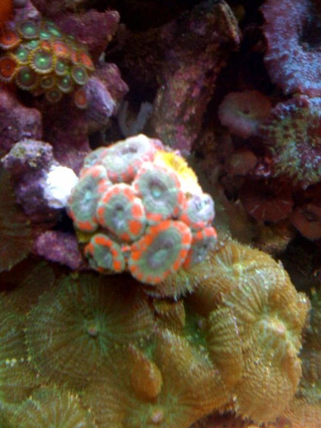 corals inverts - acanthastrea lordhowensis - aussie acans stocking in 75 gallons tank - Mint green/orange striped acans