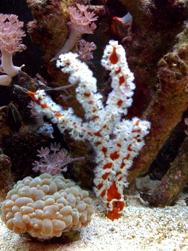corals inverts - ptilocaulis sp. - white lightning sponge stocking in 75 gallons tank - Branching orange sponge w/ white polyps