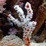 corals inverts - ptilocaulis sp. - white lightning sponge stocking in 75 gallons tank - Branching orange sponge w/ white polyps
