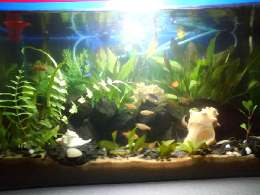 Rated #152: 15 Gallons Planted Tank - SIMPLE PLANTED TANK...15 GALLON SIZE..