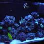 55 gallons reef tank (mostly live coral and fish) - reef at nite