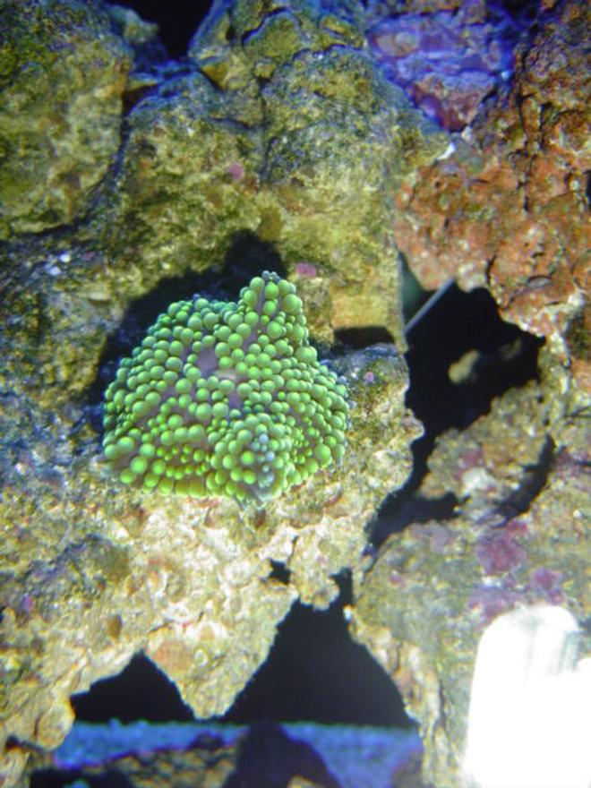 corals inverts - ricordea florida - ricordea mushroom, green stocking in 55 gallons tank - green florida ric
