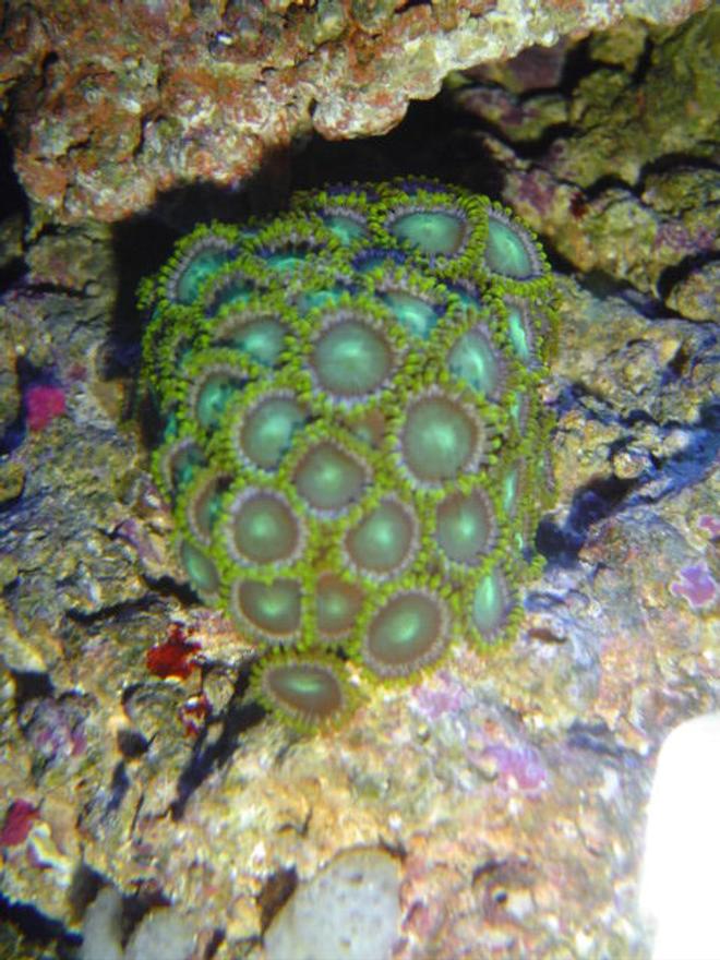 corals inverts - zoanthus sp. - radioactive zoanthids stocking in 55 gallons tank - Radioactive dragon eye zoas.