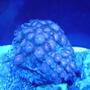 corals inverts - zoanthus sp. - neon green purple eye zooanthid polyps stocking in 55 gallons tank - purple zoas