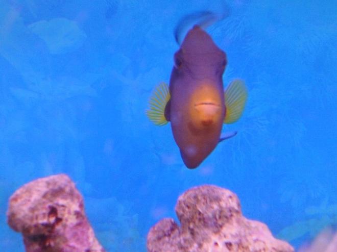 saltwater fish - melichthys vidua - pinktail triggerfish stocking in 45 gallons tank - Pinktale Trigger Fish. Picture is taken on April 13, 2010.
