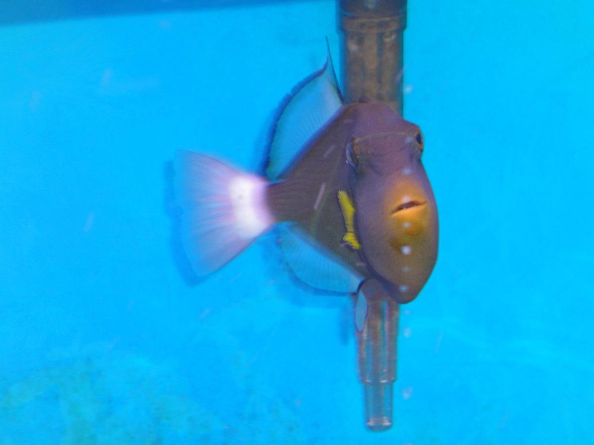 saltwater fish - melichthys vidua - pinktail triggerfish stocking in 45 gallons tank - Pinktale Trigger Fish in another Pose.