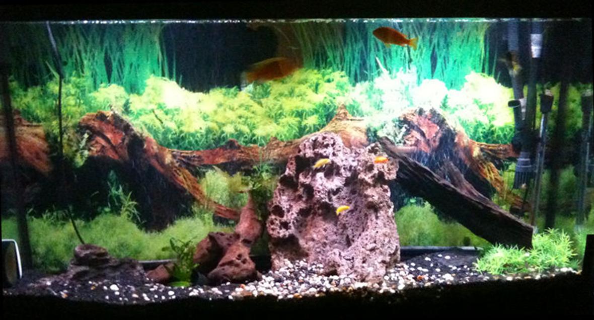 60 gallons freshwater fish tank (mostly fish and non-living decorations) - South African Cichlid Tank 60gallons. Background pasted with SeaView.
