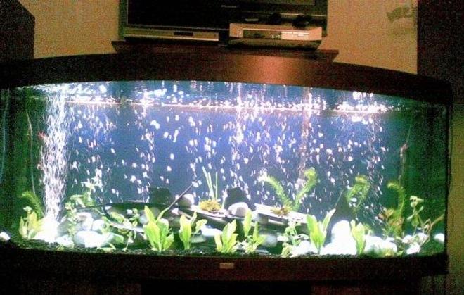 100 gallons freshwater fish tank (mostly fish and non-living decorations) - 450 Litre tropical tank now has a selection of fish in including malawi cichlids and a good range of community fish