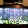 100 gallons freshwater fish tank (mostly fish and non-living decorations) - 450 Litre tropical tank now has a selection of fish in including malawi cichlids and a good range of community fish