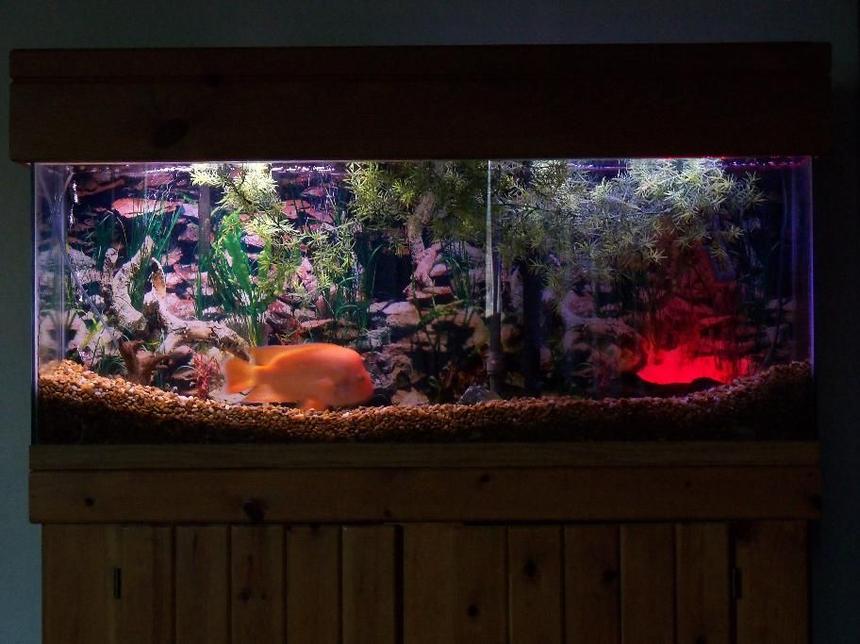 Rated #137: 55 Gallons Freshwater Fish Tank - Mr. Orange my red devil cichlid in this tank.