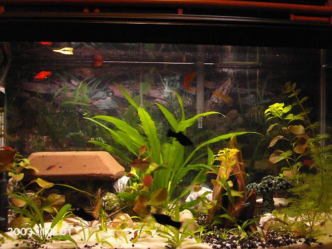 25 gallons planted tank (mostly live plants and fish) - Fully Planted and inhabited