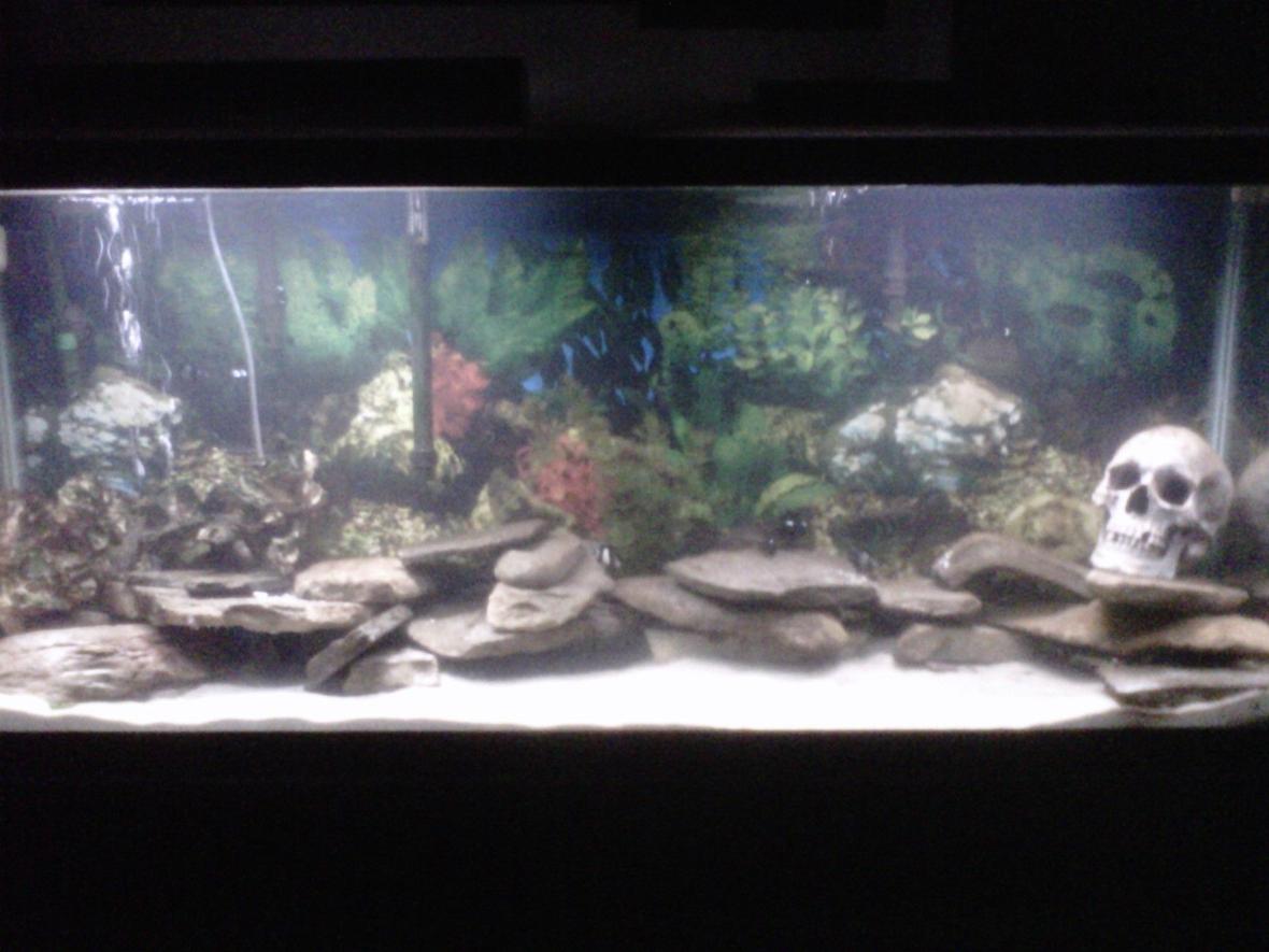 55 gallons saltwater fish tank (mostly fish, little/no live coral) - My 55 gallon mostly local tank, 2 black fish (tautog), 1 killie, 3 striped damsels, 3 domino damsels, 4 sand dollars