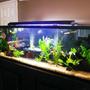 125 gallons freshwater fish tank (mostly fish and non-living decorations) - tank