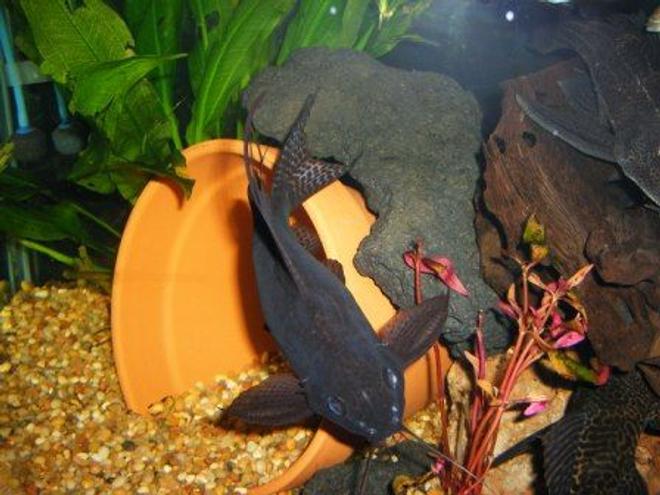 freshwater fish - mystus leucophasis - upside down cat, black stocking in 125 gallons tank - happy synodontis