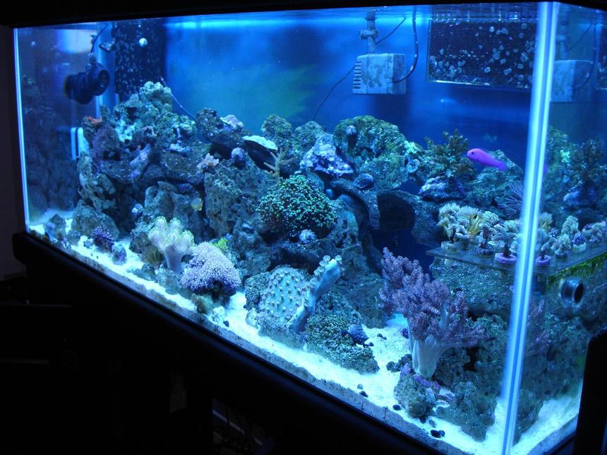 Rated #90: 75 Gallons Reef Tank - 75gallon reef, 4 months old