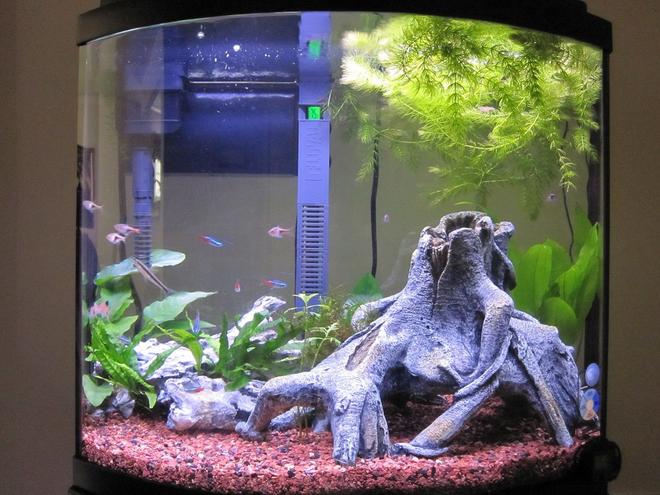 16 gallons freshwater fish tank (mostly fish and non-living decorations) - 16G Bow Front 8 Weeks