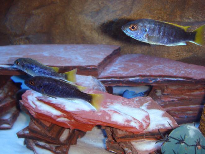 freshwater fish - pseudotropheus acei - acei cichlid stocking in 72 gallons tank - Pseudotropheus Sp. Acei Lake Malawi Mbuna Cichlids