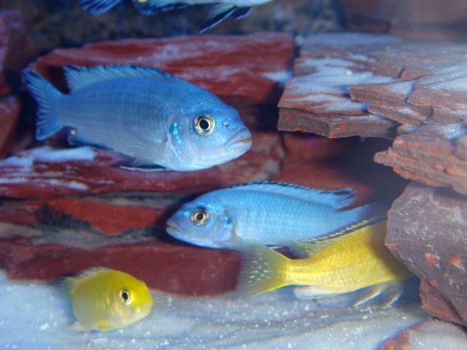 freshwater fish - pseudotropheus socolofi - powder blue cichlid stocking in 72 gallons tank - Lake Malawi Mbuna Cichlids