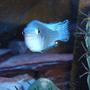 freshwater fish - pseudotropheus socolofi - powder blue cichlid stocking in 72 gallons tank - Well, Hello There!