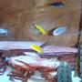 fish tank picture - Laka Malawi Mbuna Cichlids