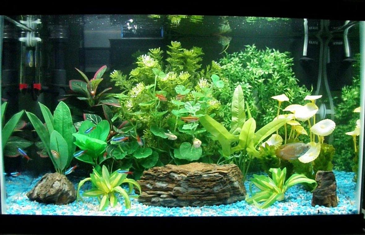 10 gallons freshwater fish tank (mostly fish and non-living decorations) - 10 gallon tank with aqueon quietflow 10 and hagen elite mini. Timed LED lighting daylight and moonlight. Silkand Plastic plants with rocks, mix of white and blue gravel. Livestock are 10 neon tetras, 5 cherry barbs, 2 Gold pristella tetras, 1 otocinclus catfish, 1 neon blue dwarf gourami and 1 small veil angel
