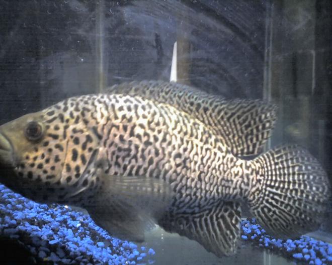 freshwater fish - parachromis managuensis - jaguar cichlid stocking in 5 gallons tank - wanted to put a pic up so u can compare his size...glass pain in back ground is 12 inches wide the fish is about 6 inches away from the glass  on this side of the tank there are six sides