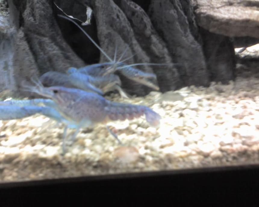 Rated #28: Corals Inverts - Procambarus Alleni - Electric Blue Crayfish Stocking In 5 Gallons Tank - elacric blue crawfish