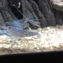 corals inverts - procambarus alleni - electric blue crayfish stocking in 5 gallons tank - elacric blue crawfish