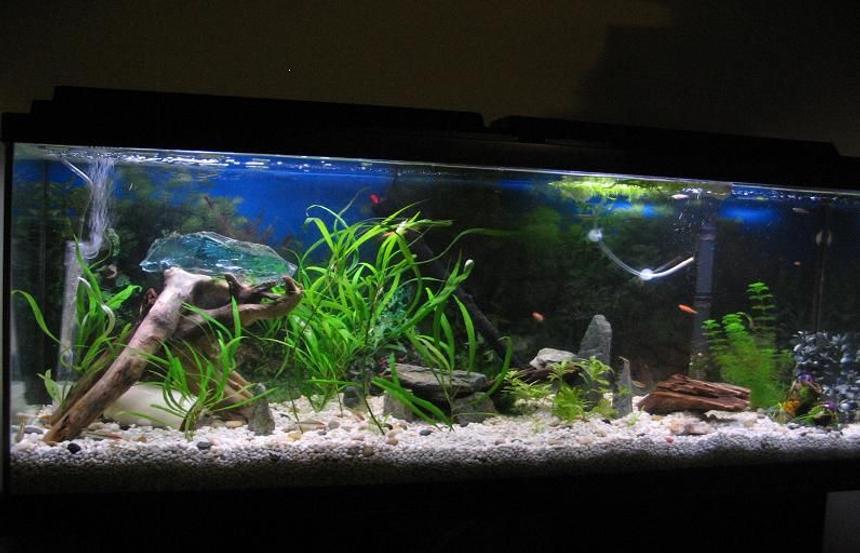 Rated #91: 55 Gallons Freshwater Fish Tank - updated with all 25 fish