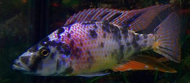 freshwater fish - dimidiochromis compressiceps - compressiceps cichlid stocking in 54 gallons tank - OB Compressicep