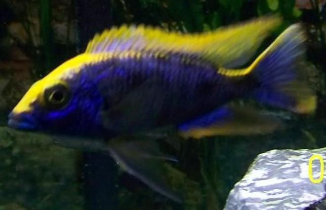 freshwater fish - otopharynx lithobates - sulphur crested lithobate stocking in 54 gallons tank - Yellow Blaze