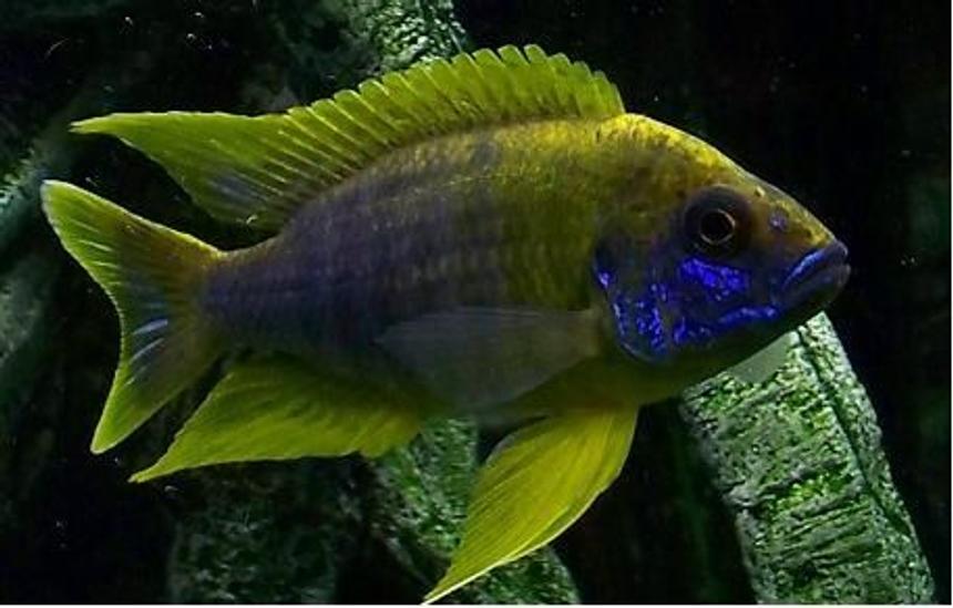 Rated #64: Freshwater Fish - Aulonocara Mamelela - Lemon Jake Stocking In 54 Gallons Tank - Lemon Jake