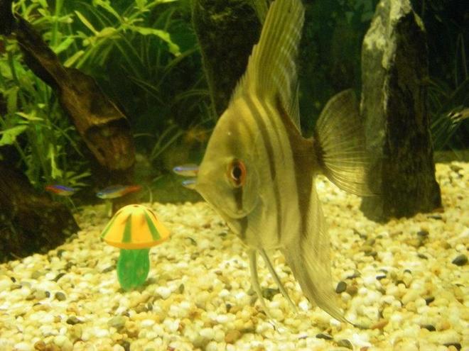 freshwater fish - pterophyllum scalare - half black angelfish stocking in 40 gallons tank - Wild, halfback angel fish