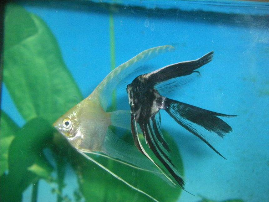 Rated #749: Freshwater Fish - Pterophyllum Sp. - Gold Veil Angel Stocking In 40 Gallons Tank - My 2 veil tail angel fish. I hope the become a mating pair!!