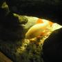 freshwater fish - epalzeorhynchos frenatus - albino rainbow shark stocking in 40 gallons tank - Albino rainbow shark in his cave.