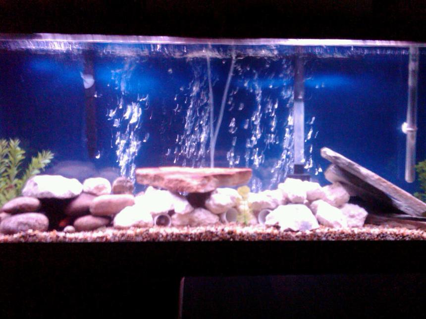 Rated #245: 55 Gallons Freshwater Fish Tank - 55gal blue background, gravel and rocks (limerock, riverstones, and some flat rocks) jack dempseys, pike, red parrot, firemouth, and a red tailed shark, and pleco