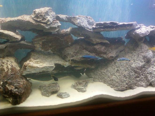 55 gallons freshwater fish tank (mostly fish and non-living decorations) - Up close image