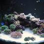 12 gallons reef tank (mostly live coral and fish) - 12 gallon nano dx