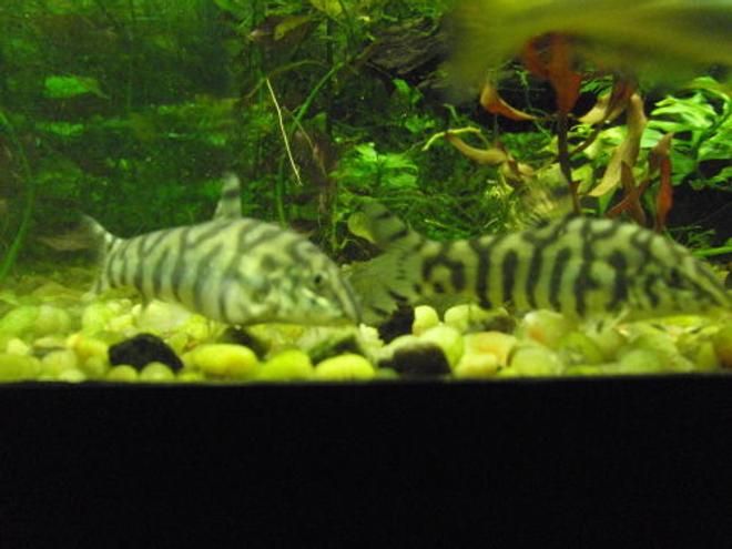 freshwater fish - botia lohachata - lohachata botia loach stocking in 75 gallons tank - yoyo's