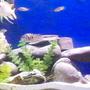 freshwater fish - archocentrus nigrofasciatus - black convict cichlid stocking in 55 gallons tank - 55 gallon