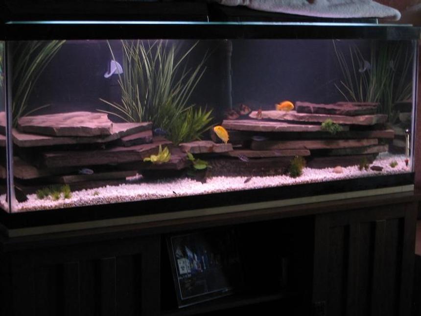 Rated #104: 47 Gallons Freshwater Fish Tank - 48 x 12.5 x 18.25

Tank was made in Oct. of 1987, I've been restoring it for 2 months now.

Marineland Penguin 350 Power Filter
Marineland Penguin 200 Power Filter
Marineland Stealth Pro Heater
Aqua-Glo Lighting (2x 18")

Crushed Coral Substrate
Black and Blue Slate
Variety of Fake Plants

3 Tiger Barb
3 Yellow Lab (2 King's Cove, 1 White Morph)
1 Melanochromis sp. "Brown"
2 Golden Chinese Algae Eater
10 Pseudotropheus demasoni (Pombo Rocks)