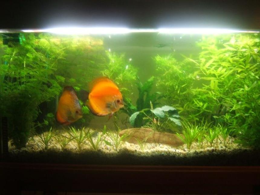 Rated #128: 39 Gallons Planted Tank - Planted Discus Tank (Breeding Pair)