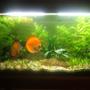 39 gallons planted tank (mostly live plants and fish) - Planted Discus Tank (Breeding Pair)