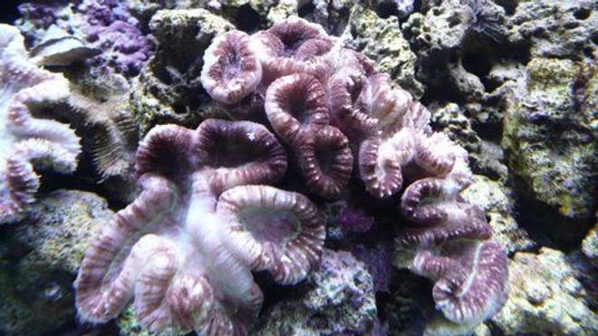 corals inverts - lobophyllia hemprichii - brain coral, lobophyllia stocking in 60 gallons tank - Brain Coral