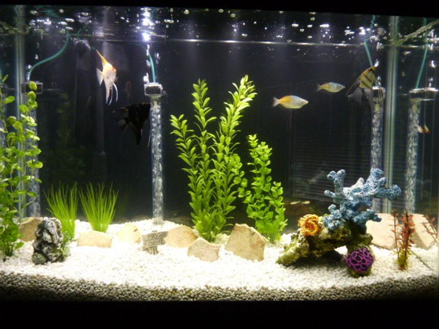 Rated #255: 45 Gallons Freshwater Fish Tank - 45 Gallon Community Tank:
3 Angelfish
2 Boesemani Rainbows
1 Firemouth Cichlid
5 Rummy nose tetras
1 Sailfin Pleco